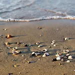 In 41087 * Bibione