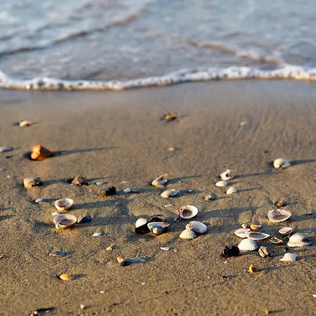 In 41087 * Bibione